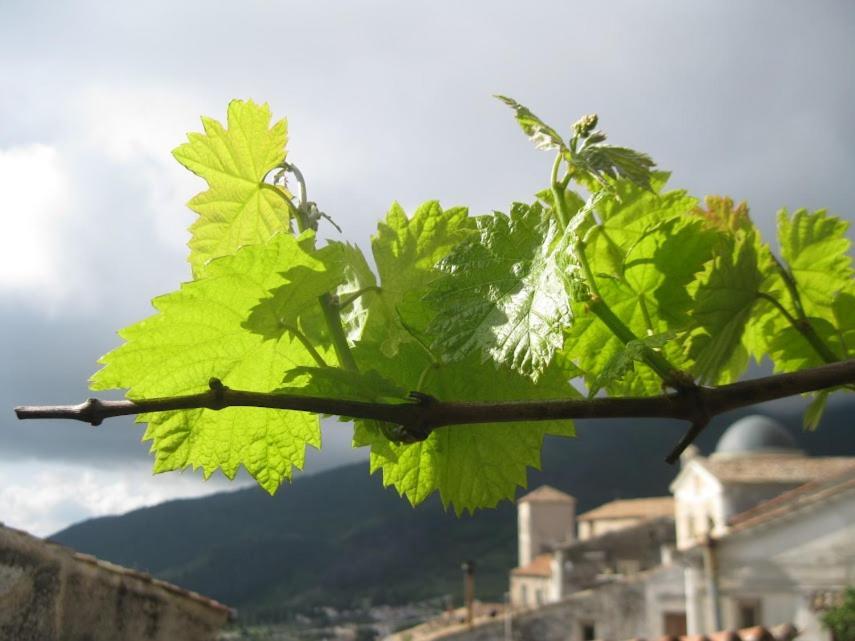 Apartamento Il Nibbio - Soffitta Delle Ginestre Morano Calabro Exterior foto